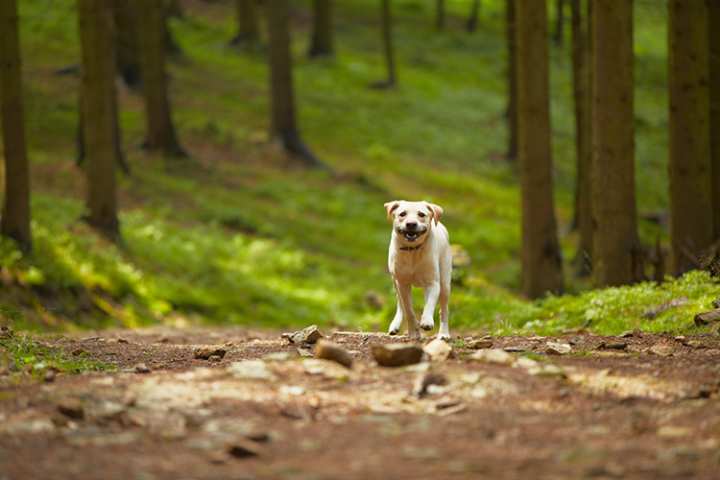 10 Best Dog-Friendly Hiking Trails in Connecticut!