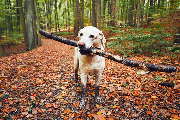 10 Best Dog-Friendly Hiking Trails in Arkansas!